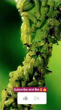 explore Insect creatures 🐛🐛🐛👍👌👉 #youtubeshorts #explortheworld #viral #explorenow #shortsfeed #love