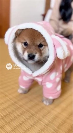 New pajamas🐶 #柴犬 #theshibedoge #shibainu #柴犬のいる暮らし #pets #cute #mameshiba #豆柴 #犬のいる暮らし #puppy