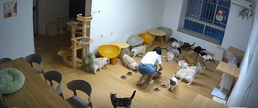 cats are afraid of thunder. 猫猫们被雷吓了一大跳 #cat #thunder | cat videos