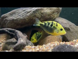Breeding Orange Chromide Cichlid Fish