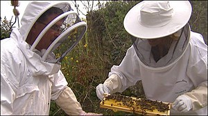 Kate Humble checks her bee colony