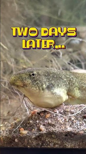 American Bullfrog Update: He's Eating our Fish and Growing Legs!! Transformation underway! #tadpoles