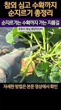 A Complete Guide to Pruning Oriental Melons - Pruning Is the Shortcut to Harvest