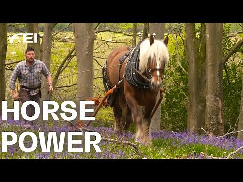 Back to the roots! Horses instead of heavy machines - Logging horses and their work| RIDE
