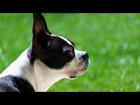 Boston Terrier vs Boxer Comparing Temperaments