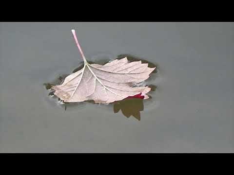 Cognitive Defusion (Leaves on a Stream)