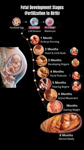 Fetal Growth and Development Week by Week Explained #shorts #pregnancy