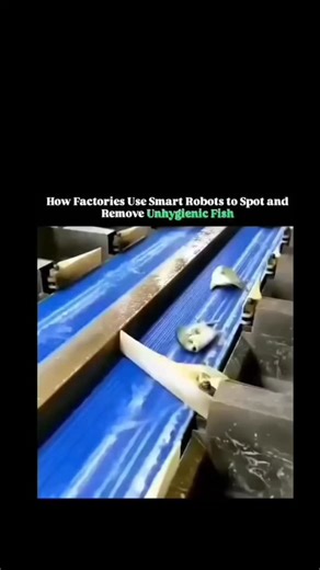 sci || tech || history on Instagram: "Inside modern seafood processing plants, smart robots equipped with advanced vision systems and artificial intelligence continuously scan conveyor belts of fish, identifying signs of contamination, spoilage, or physical damage in real time. . . . Using high-resolution cameras, multispectral sensors, and machine-learning models trained on thousands of samples, these robots can detect unhygienic fish that may show subtle changes in color, texture, or shape tha