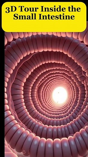 3D Journey Inside Your Small Intestine – Amazing Close-Up of Villi