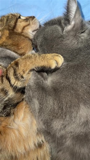 angry_cat_shop (@angry_cat_shop)’s videos with original sound - angry_cat_shop