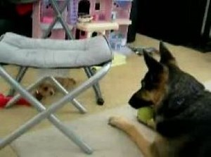 БОЙЦОВСКИЙ ЩЕНОК!