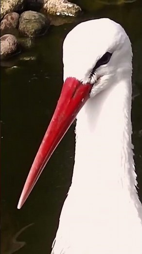 Interesting facts about Storks | Nature Calls