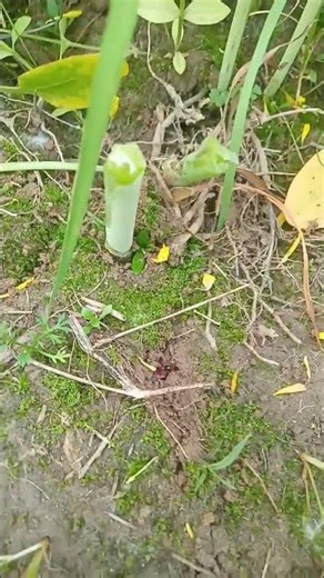 Amazing Insect Movement Close-Up | Nature Wildlife Video