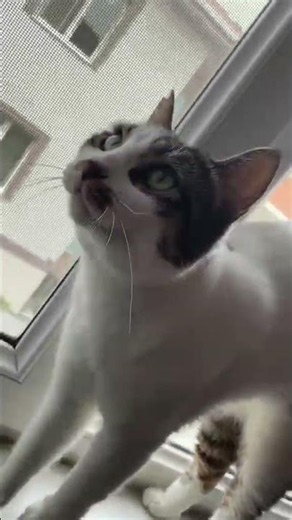3 yıllık tatlı Tekir Kedi Mikasa