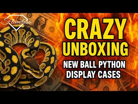 What Every Ball Python Breeder Uses! ARS Equipment Unboxing & First Impressions