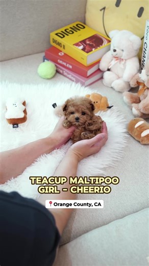 Meet Cheerio, a lovable teacup maltipoo looking for their forever home! 🐾❤️ This playful and affectionate pup is ready for a family who will shower them with love.If you're ready to open your heart and home to this little bundle of joy, send us a message! 📲 1(714) 459-2426 or visit us at 🌐 EuropeanPuppies.com ✅ Vaccinated ✅ Microchipped ✅ Veterinarian Passport ✅ Health Guarantee 📍We're in Orange County, CA. #puppyadoption #teacuppuppy #teacuppuppies #puppylove #dogsofTikTok #OrangeCounty #Сa