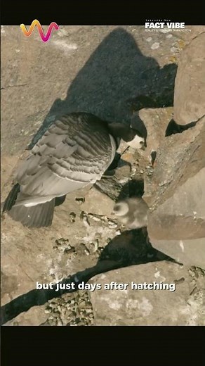 These Baby Geese Leap Off Cliffs on Day One #goose #animals #wildlife