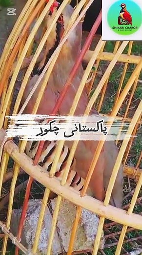 Real Mast Chakor Calling Sound | Original Bird Voice from Pakistan