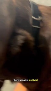 860K views · 13K reactions | Never heard a truer audio #petsoftiktok #labpuppy #labradorretriever #fyp #viral #chocolatelab #1min #longervideos #puppylove #creatorsearchinsights #labradorthings | Labrador Retriever Lovers | Facebook