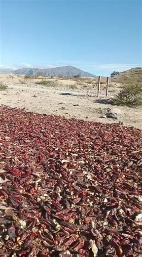 🔥 @ignaciosantillanok te lleva a conocer el corazón del norte 🌶️Ajíes y pimientos secándose al sol