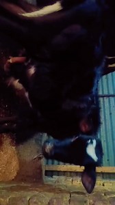 9541724239. Asalamualaikum hope all friends are fine 3to4 months male calf is looking for new home at Nawakadal Srinagar Call him for more details 9541724239. #calf #post #viralvideochallenge #viralreelschallenge Follow sheep seller ang For ADD PROMOTION CONTACT 77808 37312 Thanks to all brothers who support 🙏 ❤️ 💙 | sheep seller ang