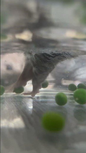 Rats Pea Fishing || ViralHog