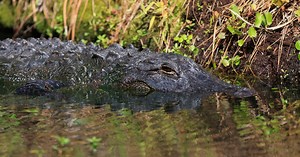 Woman killed in South Carolina alligator attack