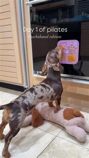 @luathewinnie on Instagram: "In my Pilates era so IVDD can’t get me 💅🏼 #comedy #daschund #pilates #prevention #ivddawareness"