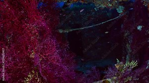 Wreck of the Sagona (le Grec) on the Mediterranean Coast of France