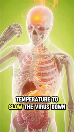 Inside Your Body During the Flu