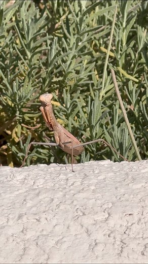 2.8K views · 61 reactions | I just had the cutest alien visitation  #prayingmantis #mantis #entomology #insect #insects #insectfacts #bugslife #wildlifefacts #naturelovers #naturefacts | Critters On Demand | Facebook