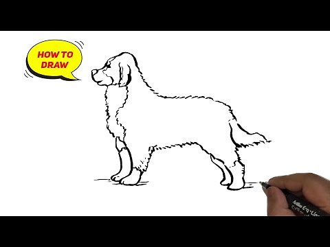 How to draw Bernese Mountain dog easy and step by step.