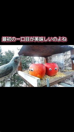 知らぬが仏のヒヨドリさん#北海道野鳥LIVE#birdwatching#birdfeeder#野鳥観察#定点観測#北海道#hokkaido
