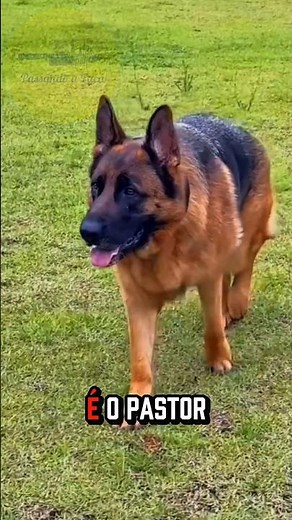 O Pastor Alemão é o cão mais completo de todos?#biologohenrique #biologia #ciencia