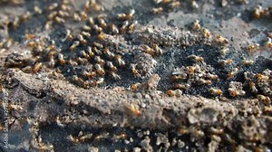 Termites are a lot of walking in an orderly manner footage slow motion