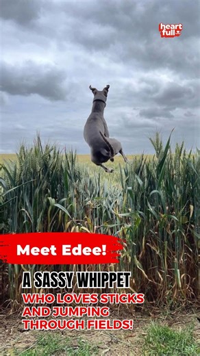 Watch Edee, the stick-loving whippet, hop through the fields like a joyful bunny! 🐾🐇✨ 🎥: @edee_blue_whippet | iHeartDogs