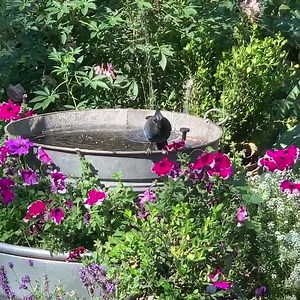 6.8K views · 84 reactions | The solar fountain planter is still a popular destination for wildlife in the Secret Garden. It was so easy to create and I shared how on my blog. | Flower Patch Farmhouse | Facebook