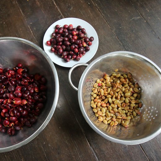 How to Germinate Coffee Beans | The Survival Gardener