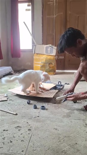 Kucing Kesayanganku: Pencarian yang Menyentuh