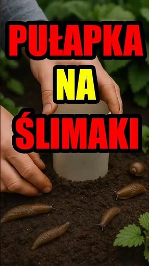 How to make an effective snail trap to fight snails in the garden #snails #garden #garden