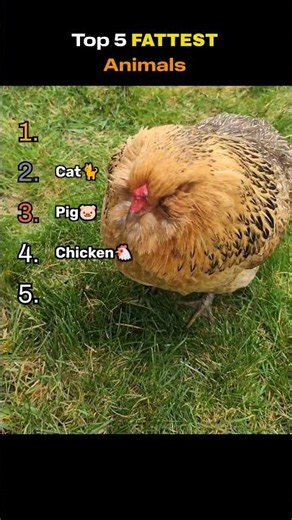 Top 5 FATTEST Animals