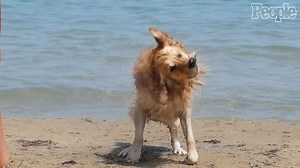 Taking Your Dog to the Beach? Here's What You Need to Know