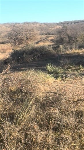 West Texas turkey kill with bow and arrow