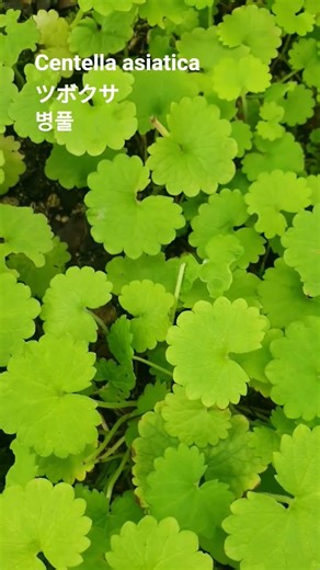 Centella asiatica 꽃말: "치유, 회복"💕Asiatic Pennywort/積雪草/ツボクサ/壺草/병풀/적설초/마데카소사이드 #꽃이름 #flower name #花の名前