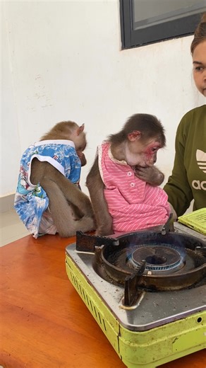 7.2K views · 71 reactions | Baby Monkey Loves Banana  #BananaLover #FunnyShorts | Short MV | Facebook