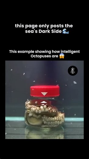 Sea of Unseen on Instagram: "They tell you it's an intelligence test putting an octopus in a container with a latch, observing its problem-solving skills. But what if the box isn't a challenge… it's a communication device, and the octopus isn't trying to escape it's trying to respond? Here's what they don't tell you: ✅ The box isn't just plastic and latches. It's a frequency-locked chamber. Each latch, hinge, and seam is engineered to vibrate at a specific pitch when manipulated correctly. The o