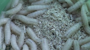 Live white maggots. Bait for fishing in round box. Anglers use maggot usually commercially supplied to catch non-predatory fish. Maggots are the most popular bait for anglers