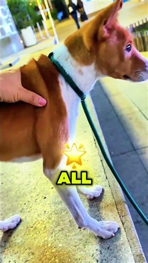 The Most Unique Dog Breed You've Never Heard Of 👍#shorts