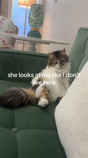 Funny Cat Reactions to Cheeseburger Confusion