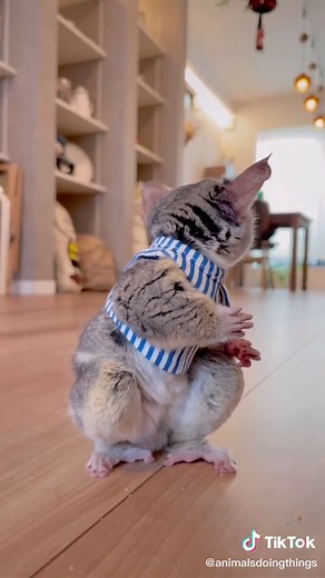 Bush baby enjoys a snack @pizzatoru